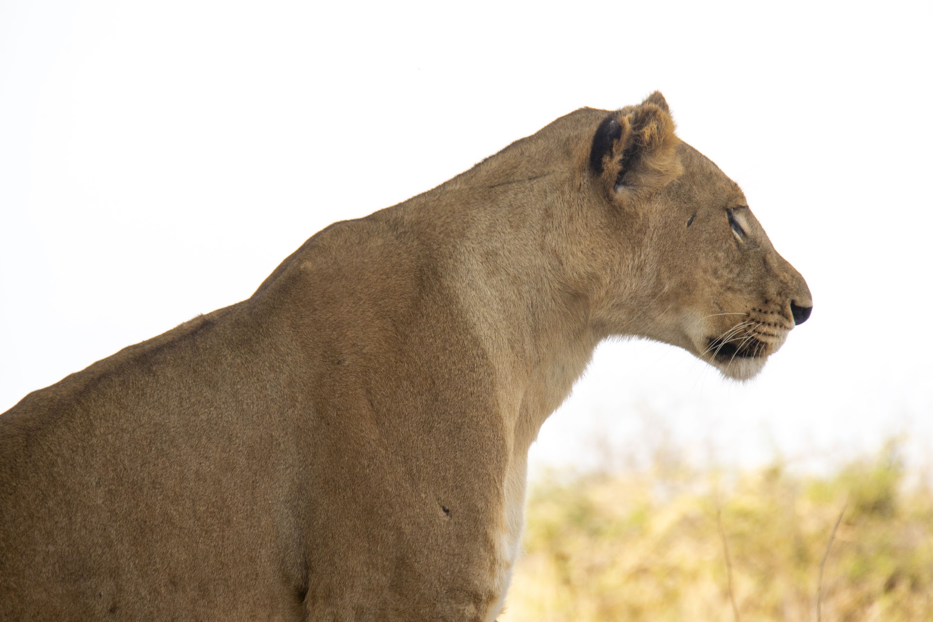 Tanzania safari landscape