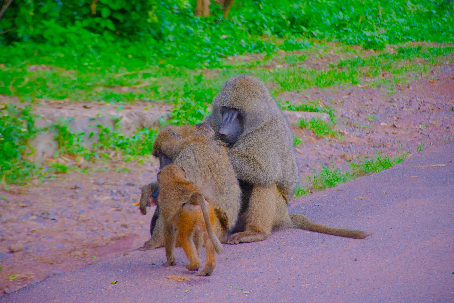 Olive baboon in Tanzania
