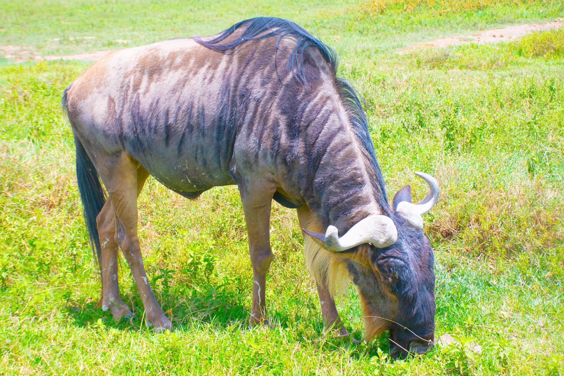 Serengeti