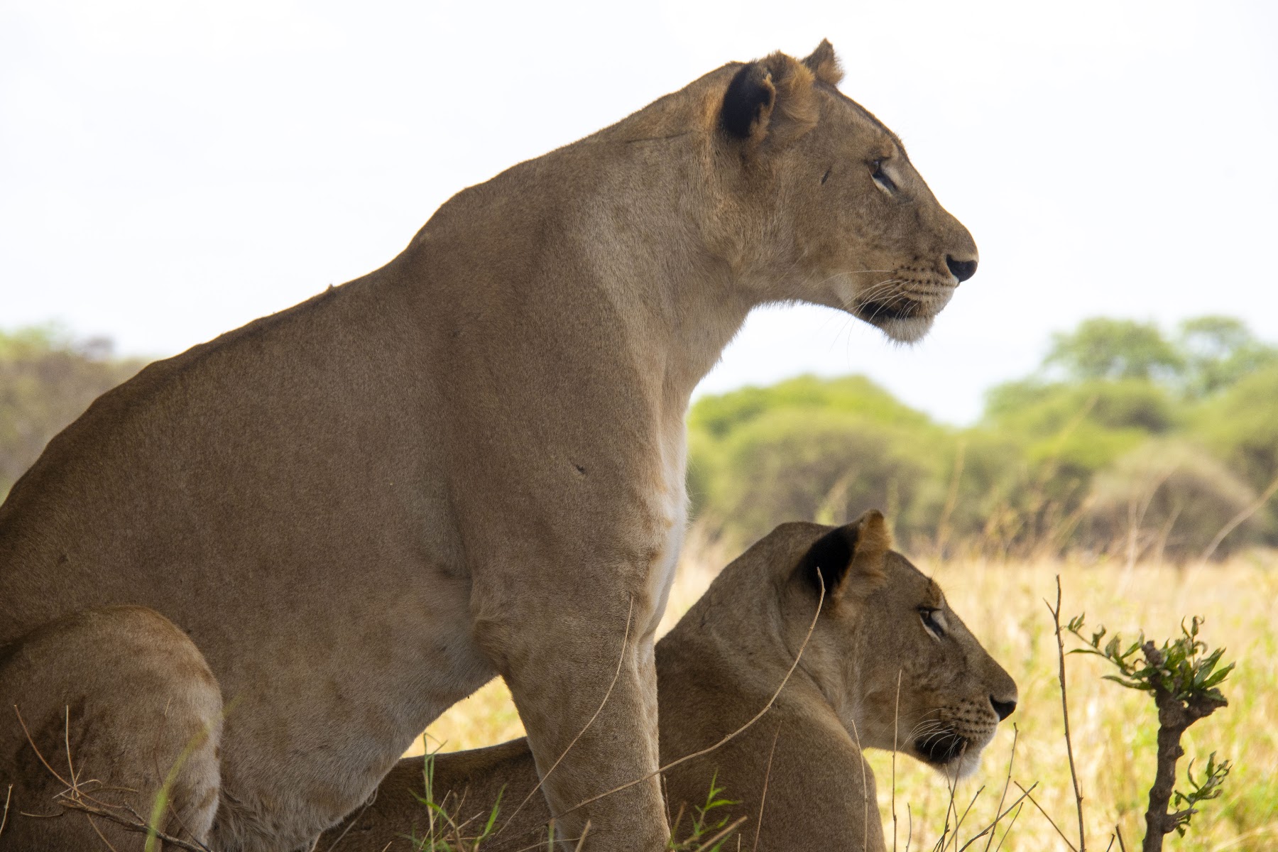 Tanzania safari landscape