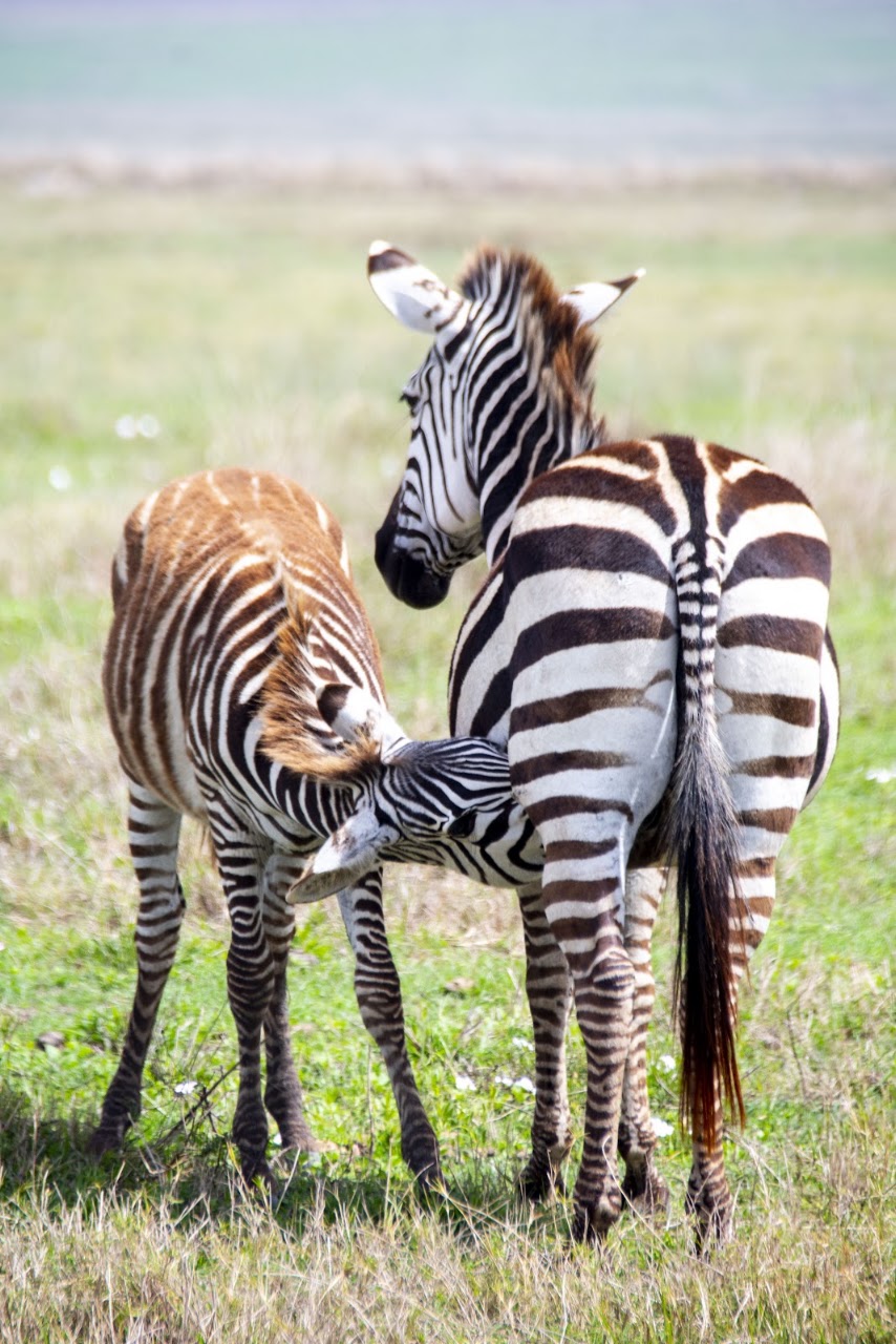 Tanzania safari landscape