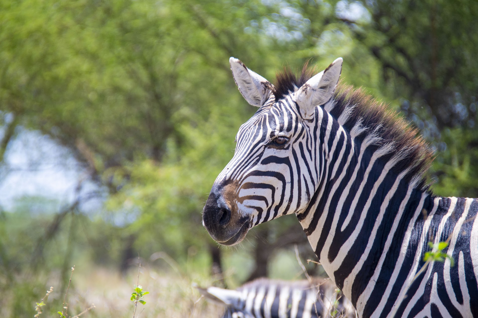 Tanzania safari landscape