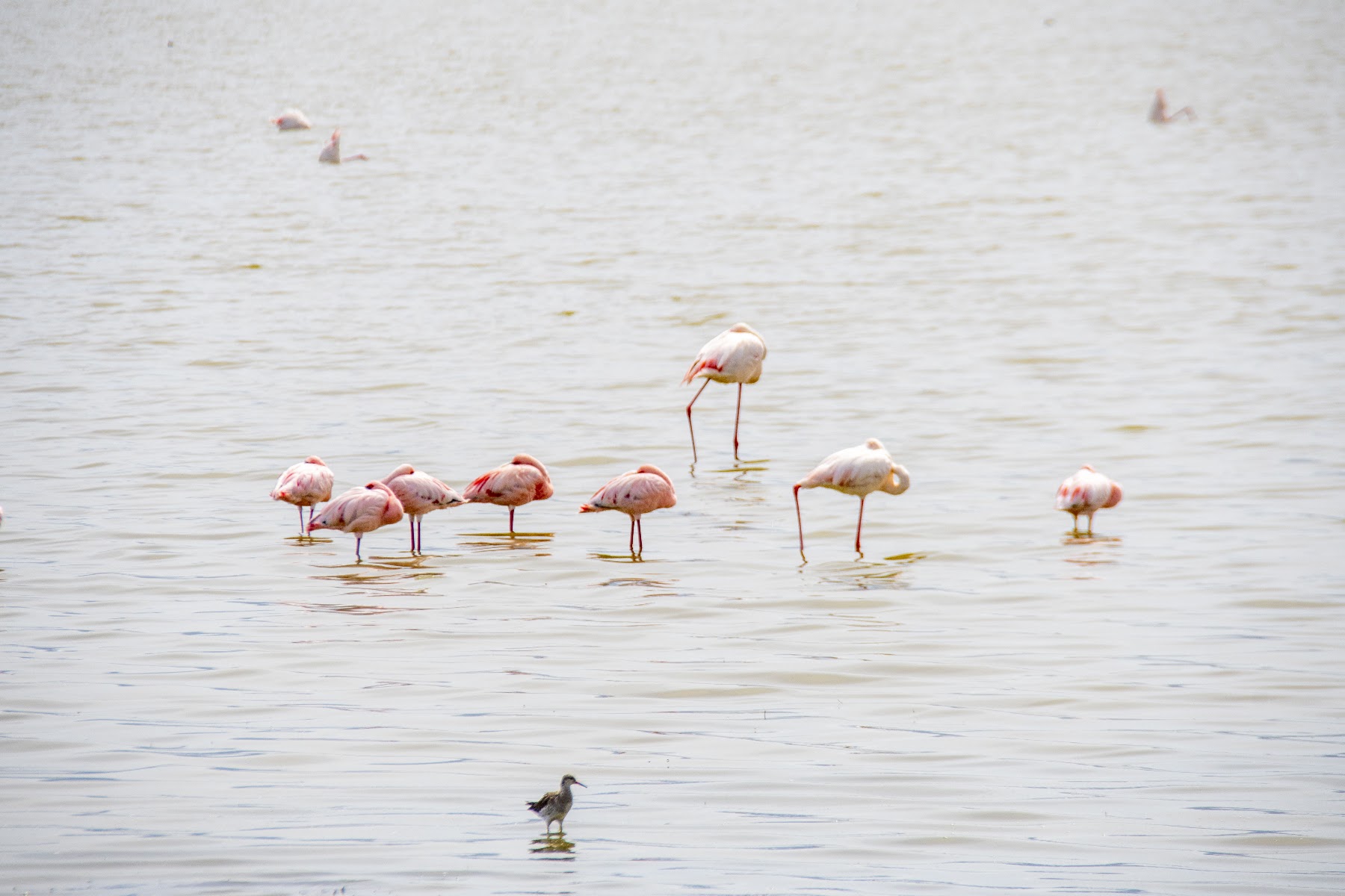 Flamingo in Tanzania