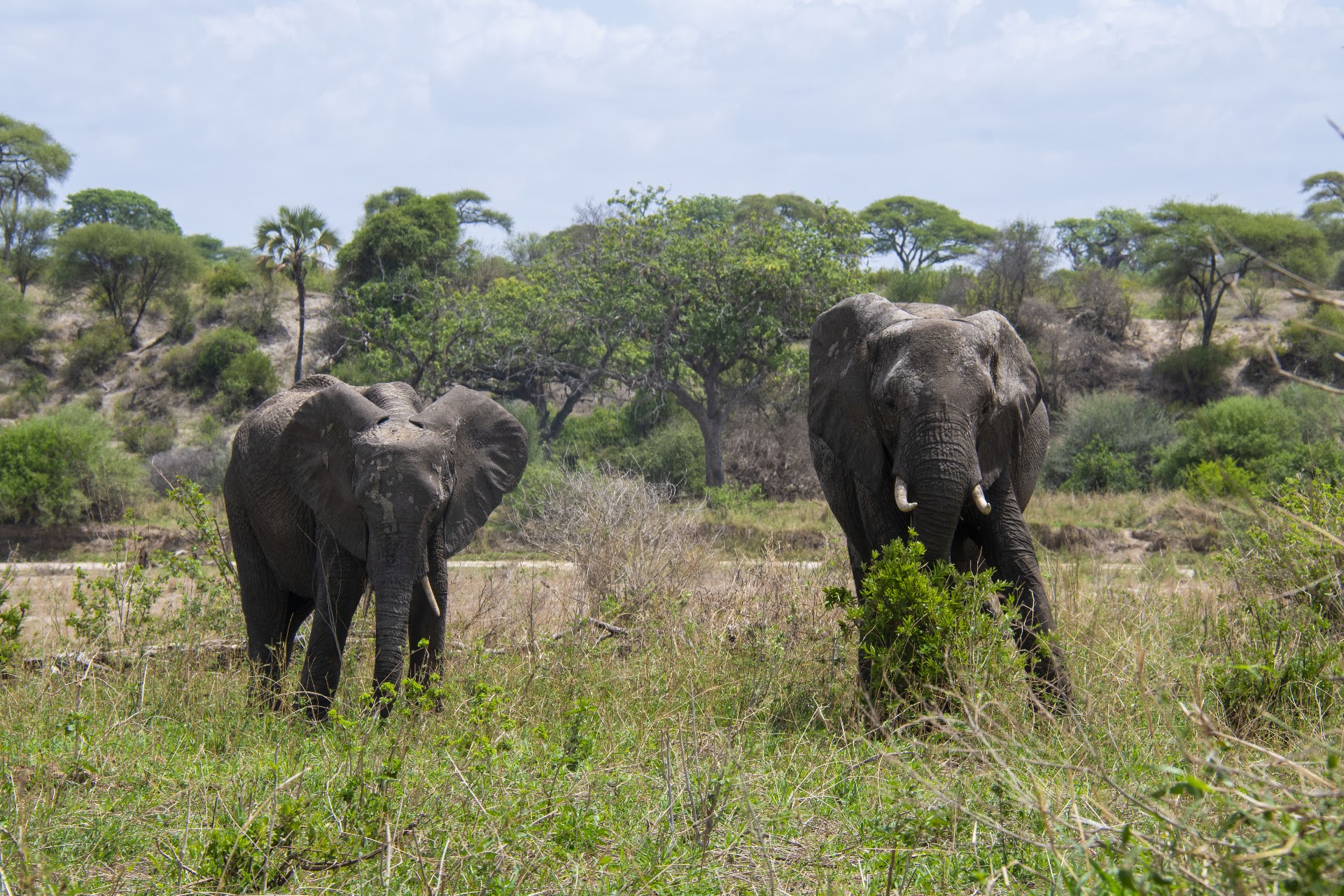 An elephant family wandering through Tarangire