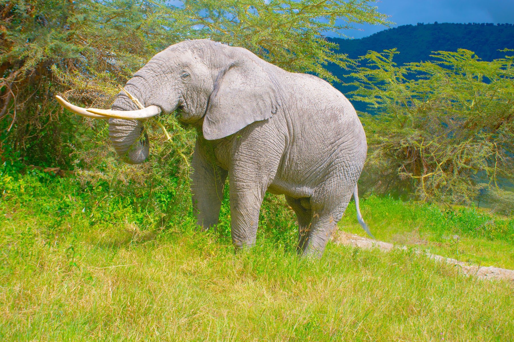 Elephant in Tanzania