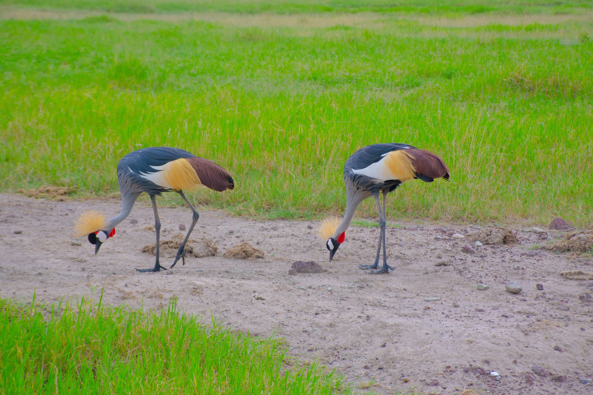 Tanzania safari landscape