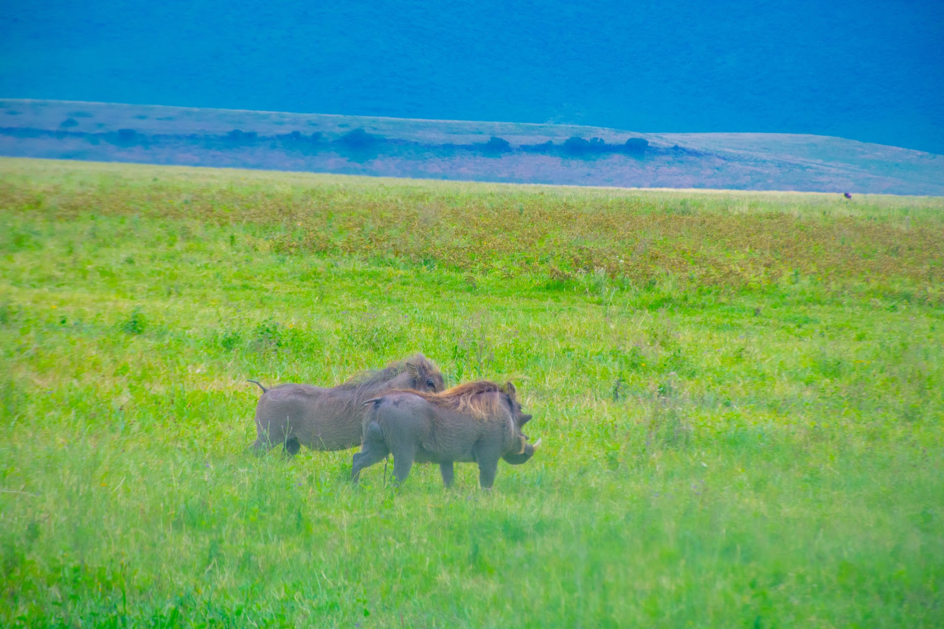 Tanzania safari landscape