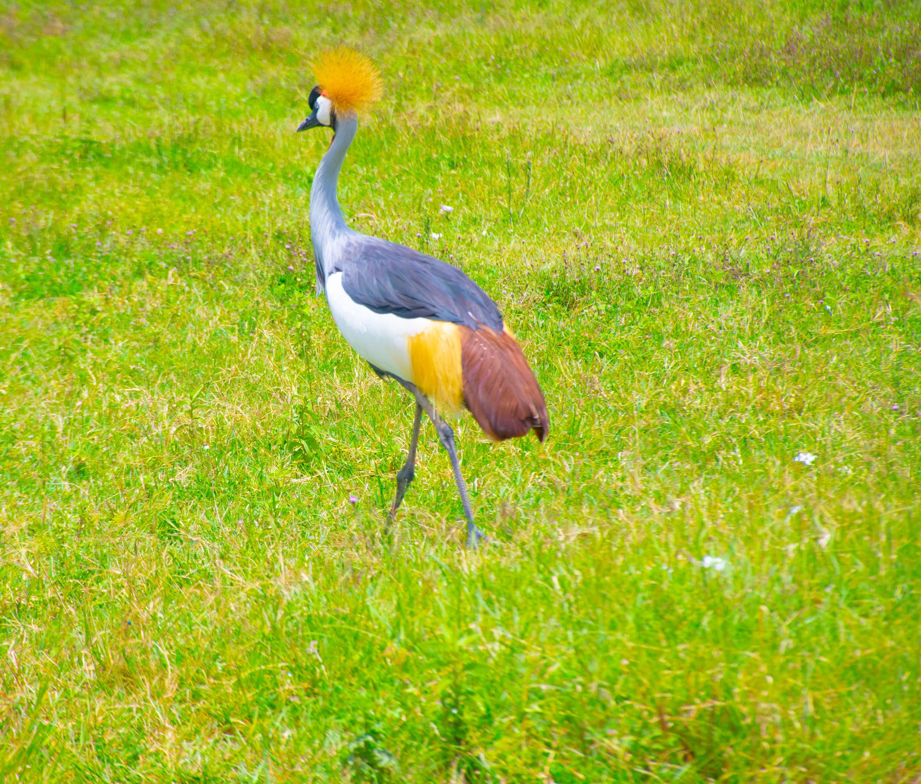 Grey crowned crane in Tanzania