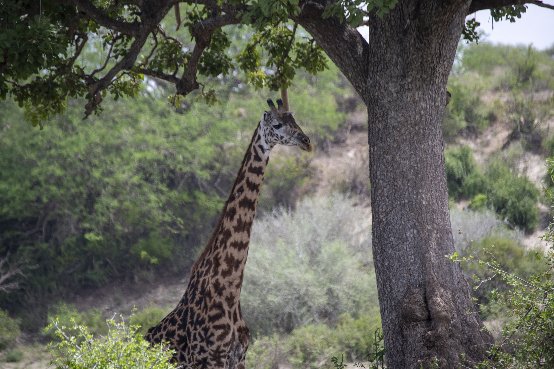 Giraffe in Tanzania