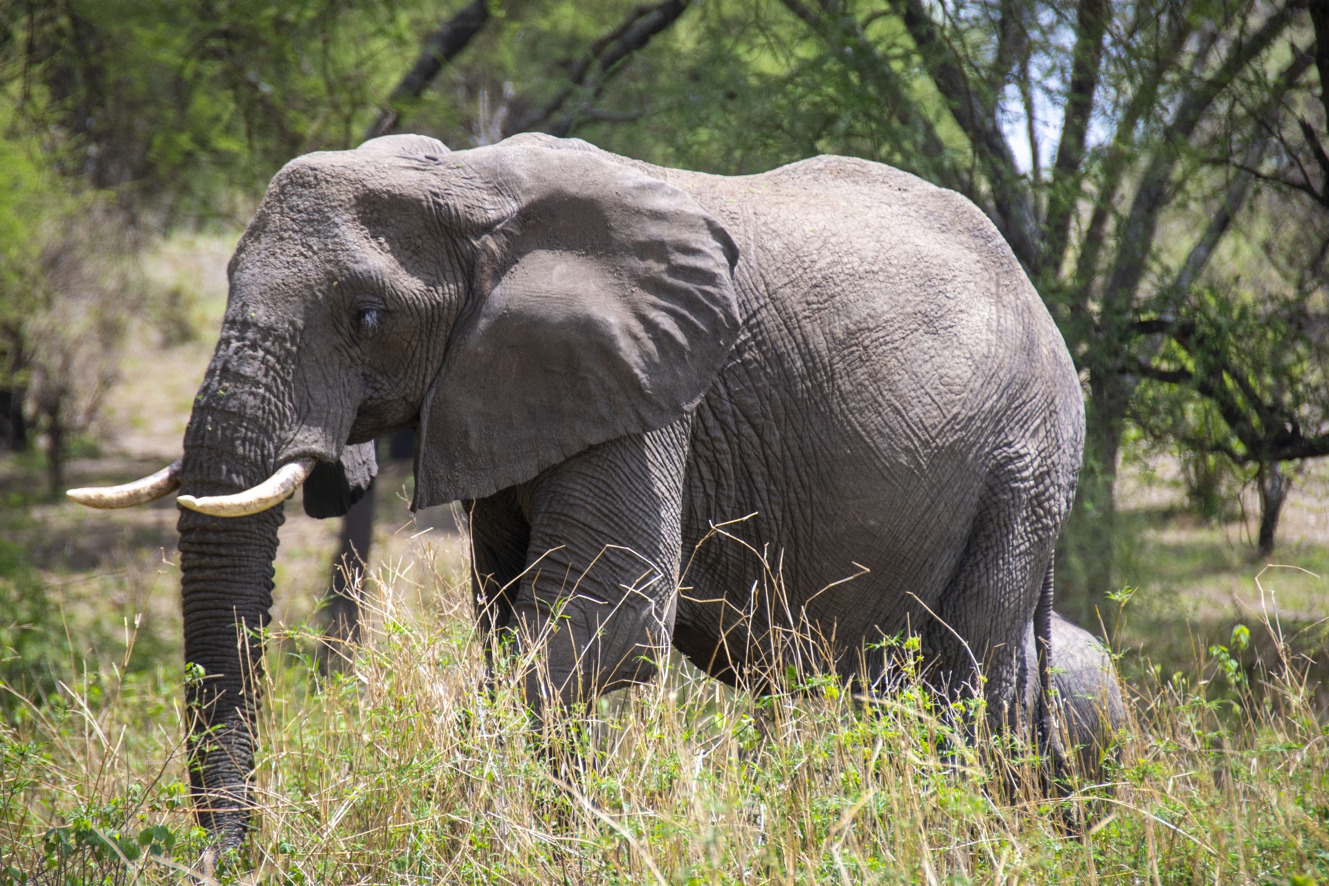 Elephants among Tarangire’s ancient baobab trees