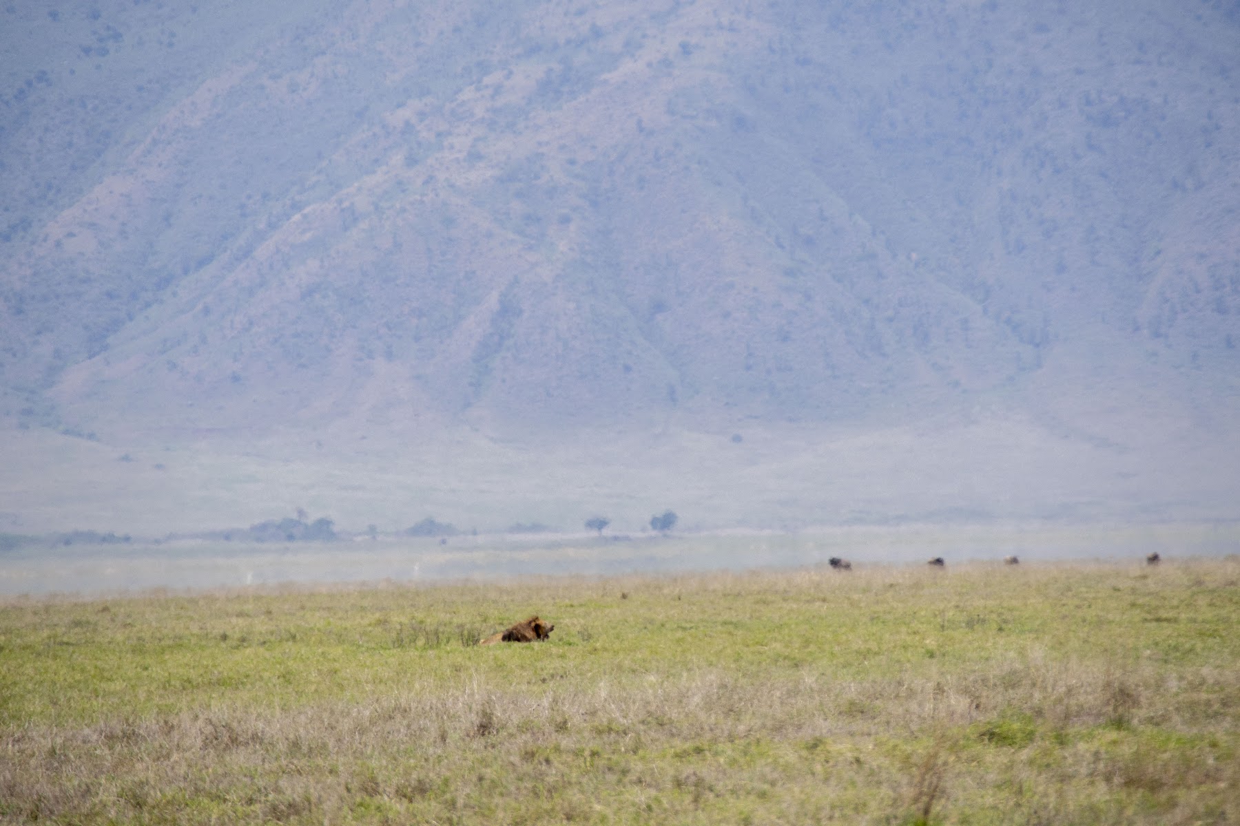 Tanzania safari landscape