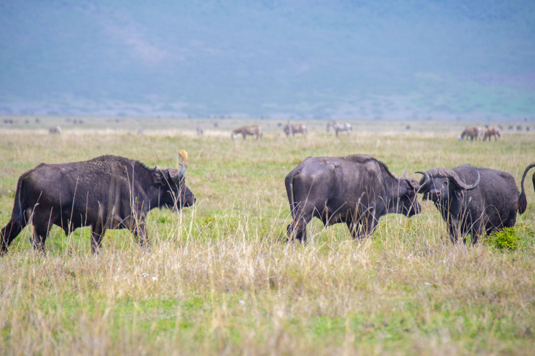 Buffalo in Tanzania