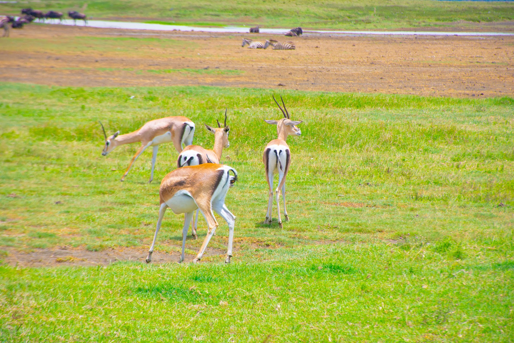 Thomson’s gazelle in Tanzania