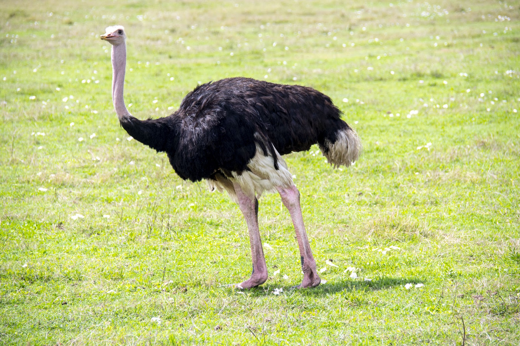 Ostrich in Tanzania